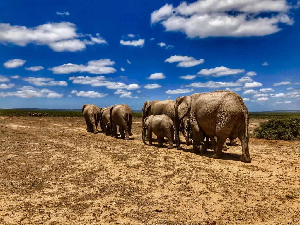 THE AFRICAN ELEPHANT – A KEYSTONE SPECIES | Kathy apRoberts